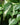 Philodendron 'Silver Stripe'