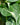 Philodendron 'Silver Stripe'