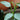 Philodendron 'Silver Sword'