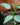 Philodendron 'Silver Sword'