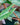 Philodendron billietiae