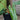 Philodendron billietiae