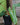 Philodendron billietiae