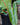 Philodendron billietiae