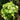 Philodendron hederaceum 'Lemon Lime'