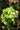 Philodendron hederaceum 'Lemon Lime'
