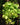 Philodendron hederaceum 'Lemon Lime'