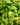Philodendron hederaceum 'Lemon Lime'