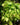 Philodendron hederaceum 'Lemon Lime'
