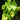 Philodendron hederaceum 'Lemon Lime'