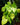 Philodendron hederaceum 'Lemon Lime'