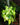 Philodendron hederaceum 'Lemon Lime'