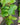 Philodendron hederaceum 'Lemon Lime'
