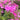 Phlox sub. 'Spring Dark Pink' (Creeping Phlox)
