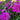 Phlox subulata 'Drummond's Pink' (Creeping Phlox)