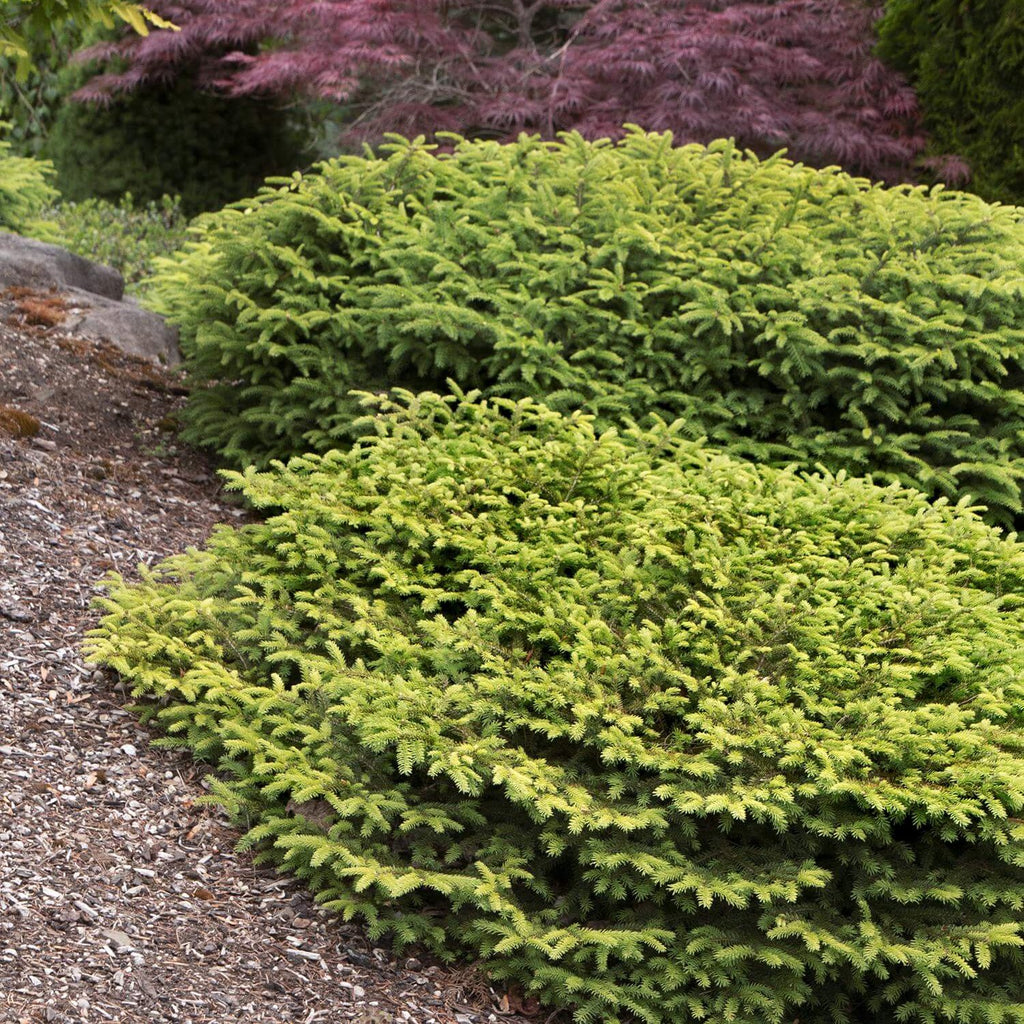 Picea Abies 'Nidiformis'