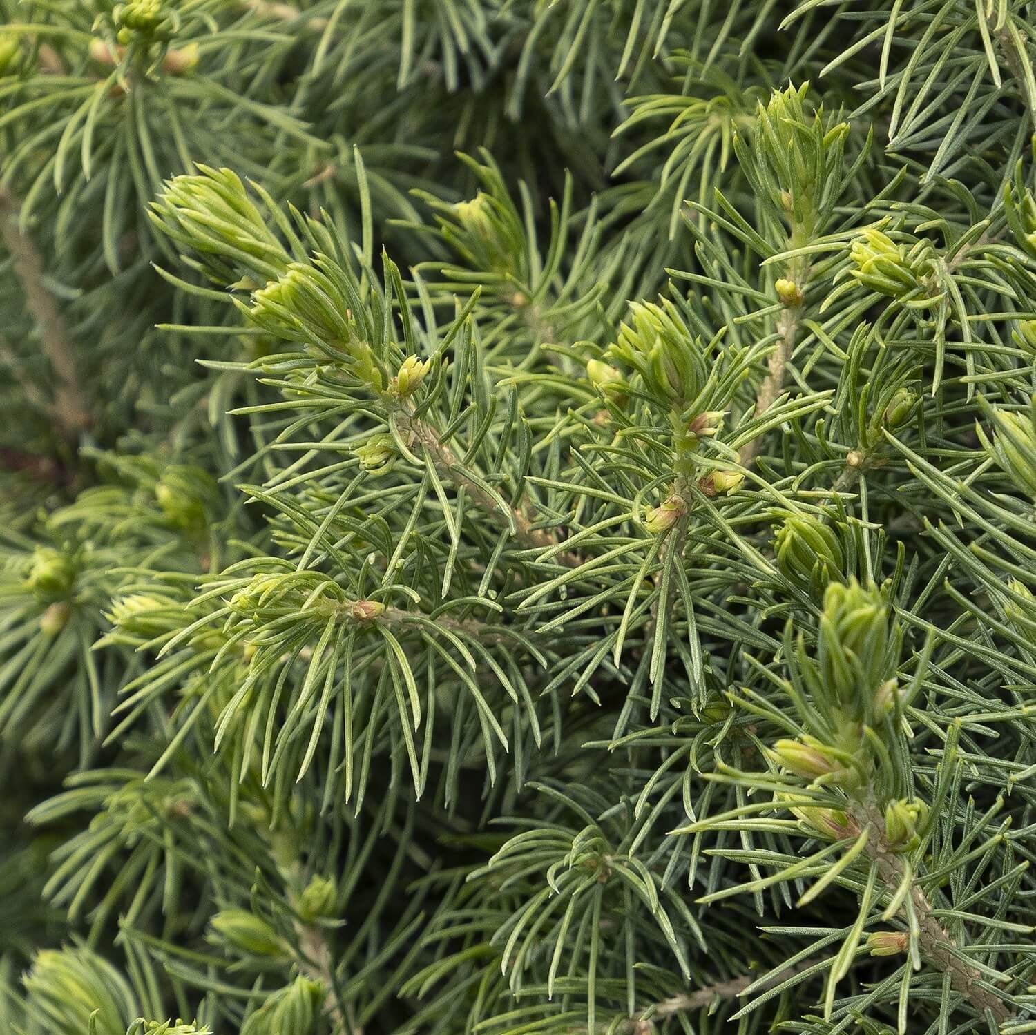 Picea Glauca 'Conica'