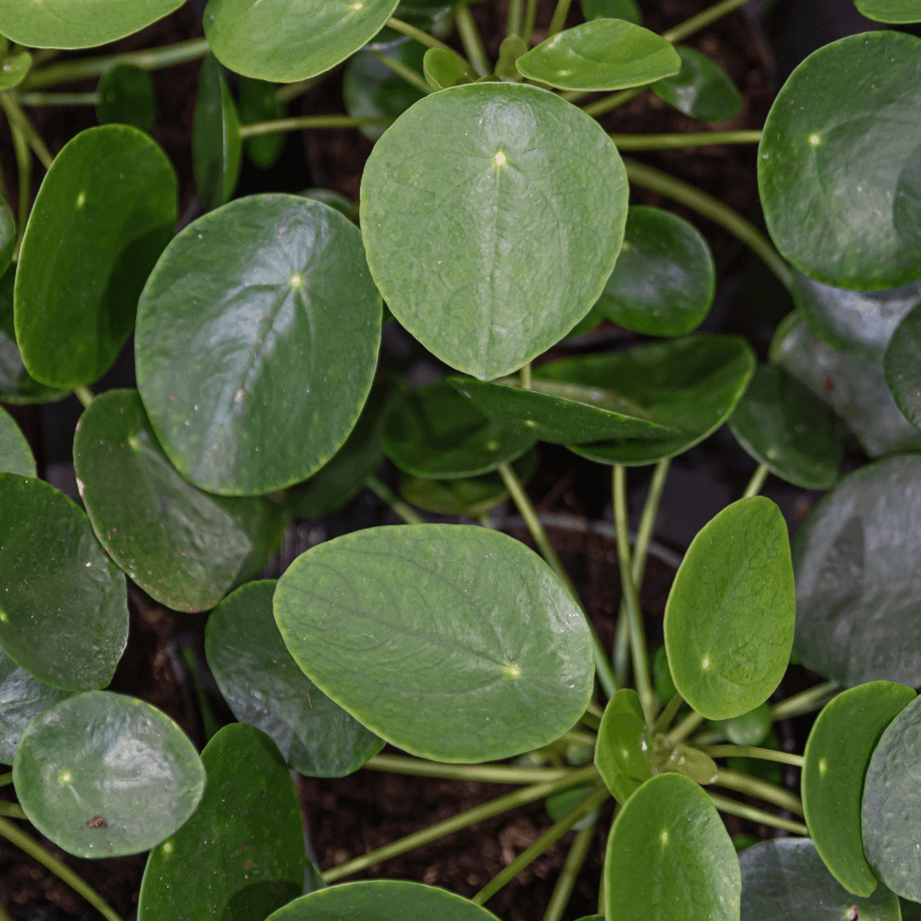 Pilea Peperomioides