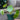 Pilea Peperomioides (Friendship Plant)