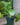 Pilea Peperomioides (Friendship Plant)