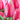 Tulip Darwin Hybrid 'Pink Impression' 