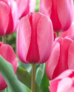 Tulip Pink Impression Bulbs - Pack 5