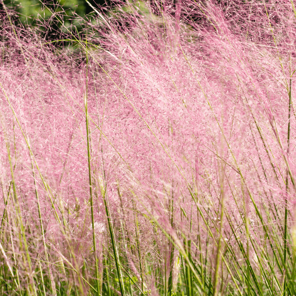 Muhly Grass