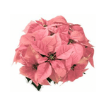 Light Pink Poinsettia