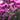 Pink Asters