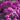 Pink Asters