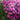 Pink Asters