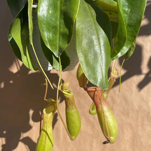 Nepenthes alata