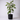Large Matte Black Egg Pot With Saucer