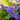 Platycodon 'Sentimental Blue' (Balloon Flower)