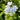 Plumbago White Column