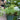 Plumosa Asparagus Fern