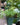 Plumosa Asparagus Fern