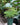 Plumosa Asparagus Fern