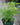 Plumosa Asparagus Fern