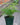 Plumosa Asparagus Fern