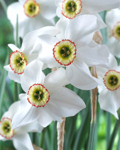 Narcissus Small Cupped 'Poeticus Recurvus' Bulbs - Pack 5