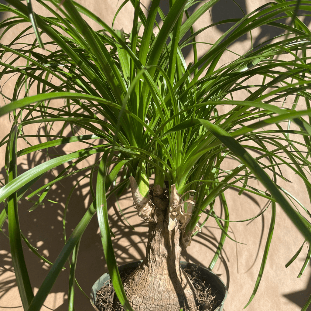 Ponytail Palm