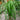 Ponytail Palm