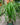Ponytail Palm