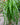 Ponytail Palm