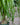 Ponytail Palm