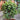 Portulacaria afra (Elephant Bush)
