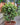 Portulacaria afra (Elephant Bush)