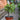 Portulacaria afra (Elephant Bush)