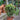 Portulacaria afra (Elephant Bush)